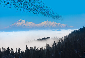 Silhouette of migratory birds fly towards the mountain peak 