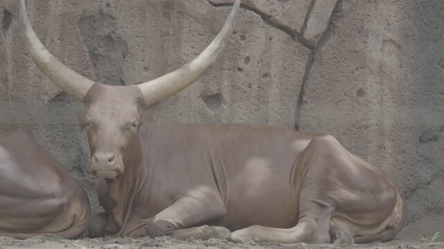 Brown Water Buffalo with Long Horns Lying Down on the Ground S log 3 10bit 422