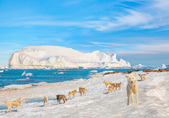 Many greenland dogs chained up on the snow, with hut-colored houses in the background and Greenland mountain and seascape - Kulusuk, Greenland