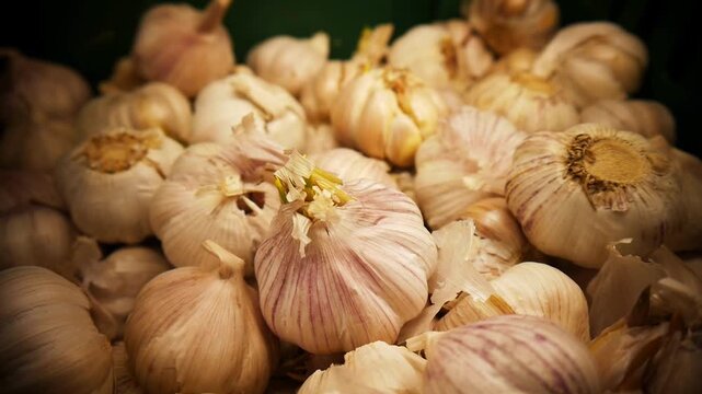 Many heads of garlic close-up