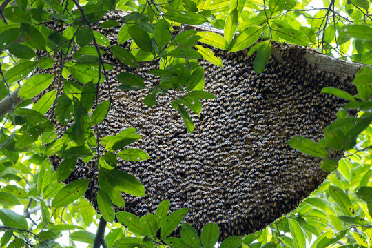 A large cluster of bees is hanging from a tree branch