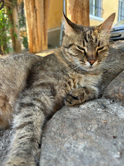 Portrait of  cat close-up. The cat lies relaxing on the pavement.