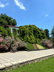 Forest landscape. Tall trees and a lawn on a sunny day.