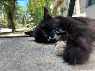 Portrait of  cat close-up. The cat lies relaxing on the pavement.