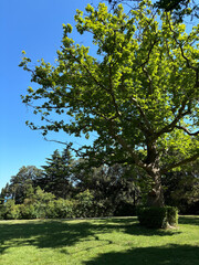 Forest landscape. Tall trees and a lawn on a sunny day.