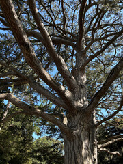 Forest landscape. Tall trees and a lawn on a sunny day.