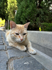 Portrait of  cat close-up. The cat lies relaxing on the pavement.