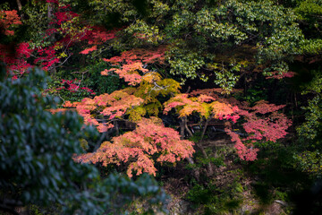 The scenery of Arashiyama and Katsura River in late autumn in Kyoto, Japan.