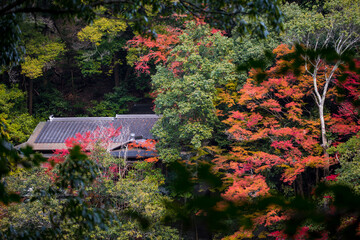 The scenery of Arashiyama and Katsura River in late autumn in Kyoto, Japan.