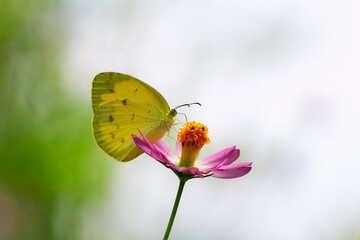 Close up of a Cloudless Sulphur butterfly - a yellow butterfly (Phoebis sennae) perched on a pink cosmos flower