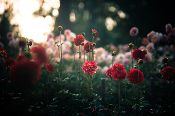 Vibrant red and pink Dahlia flower field in moody cinematic lighting.