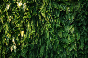 Dense lush green leaf wall with various tropical plants and ferns © artrachen