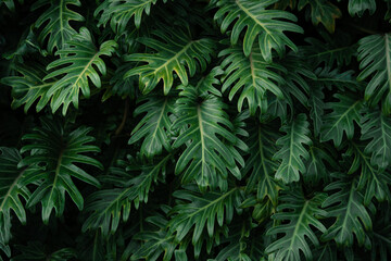 Moody dark green Philodendron leaves foliage background. © artrachen