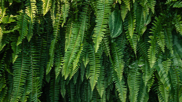 Lush hanging green fern fronds background texture.