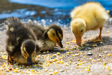 Three Fluffy Mallard and Yellow Ducklings Feeding on Ground