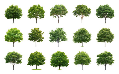 Fototapeta premium PNG Diverse green tree element set on transparent background