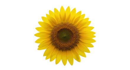 Fototapeta premium Vibrant sunflower blooming isolated on white background symbolizing nature's beauty