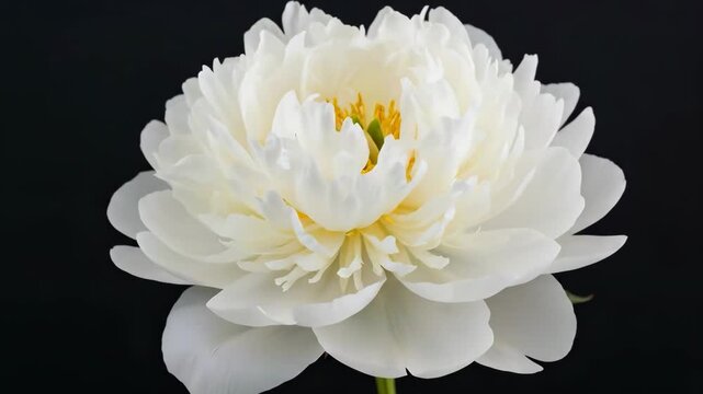 Close-up of a single white water lily flower with a black background