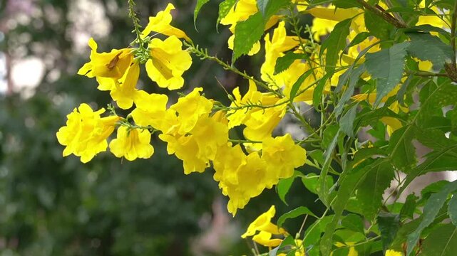 (Tecoma stans) Yellow elder Thong Urai with bright yellow flowers It looks like a bell or a trumpet or a trumpet, a small shrub 2-4 meters tall.