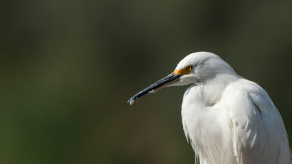 Obraz premium Close-up of a snowy egret against a blurred background (Egretta thula)