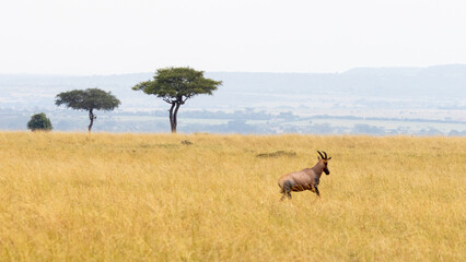 Fototapeta premium Iconic African picture of Topi antelope running in front of desert date tree in the Masai Mara National Park in East Africa Kenya KEN