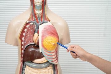 Asian student learning with human body model in anatomy biology in classroom at high school.