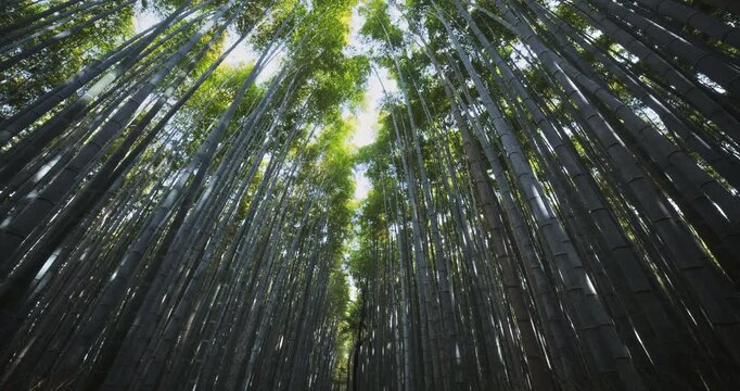 Gorgeous, tall bamboo thicket - slow motion low shot forward