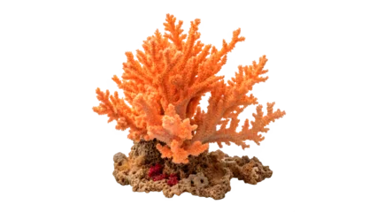 Wandcirkels Koraalriffen Coral reef system showing vibrant orange coral structures isolated on transparent background cut out  © AAAstock2025