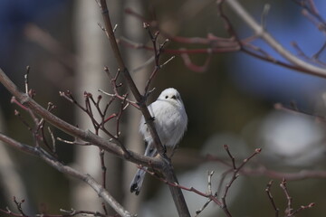 枝にとまるシマエナガ