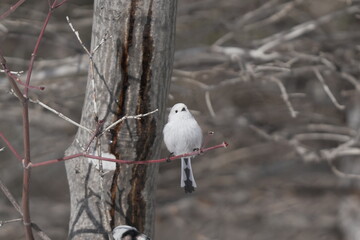 枝にとまるシマエナガ