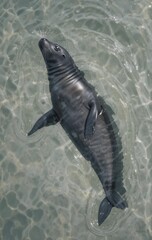 The Sleek Body of a Seal Gliding Effortlessly Through the Water