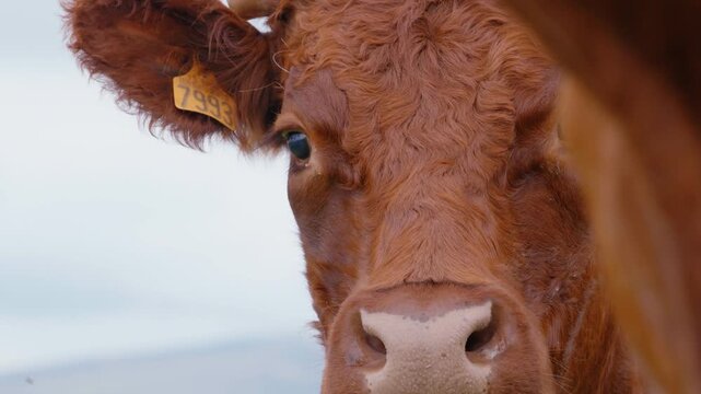 Detailed close-up of a brown Salers cow head focusing on the eye and yellow ear tag. Macro view of bovine facial features and fur texture in an agricultural setting.