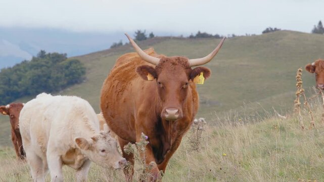 Brown and white Salers cattle standing in a green hillside pasture in Cantal France. Rural livestock farming scene with cows grazing in a natural meadow environment.