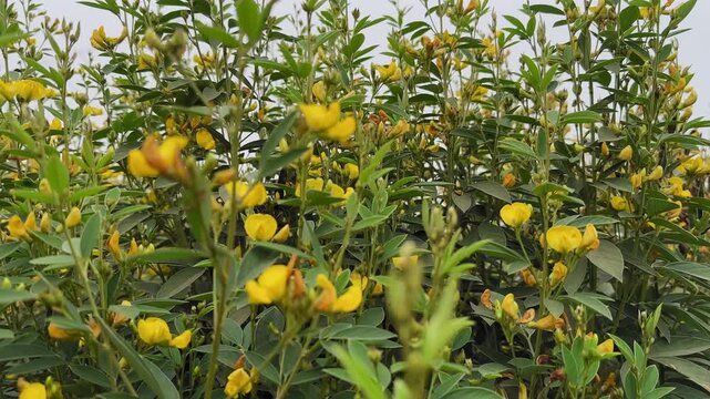 Tracking shot moving through a dense pigeon pea crop filled with green foliage and yellow flowers, capturing natural plant motion, layered depth, and agricultural growth in an open field.