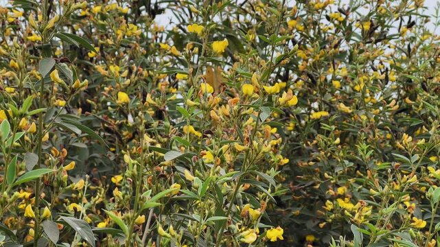 Slow orbiting shot of a mature pigeon pea plant featuring dense green foliage, bright yellow flowers, and dark seed pods, captured against an open sky in a rural agricultural setting.