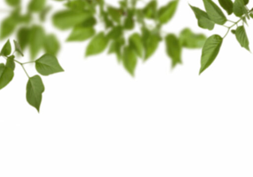 Fresh green foliage border with soft-focus leaves cascading from the top, natural botanical overlay creating airy white space for clean modern design

