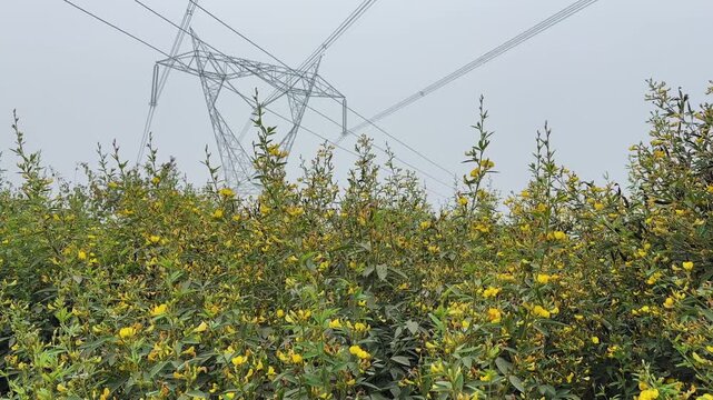 Wide shot of a high-voltage electricity transmission tower and overhead power lines rising above a dense arhar crop field, with green foliage and yellow flowering tuar plants forming a rural agricultu
