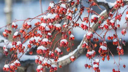 Snowy Red Berry Clusters on Winter Branches © two K