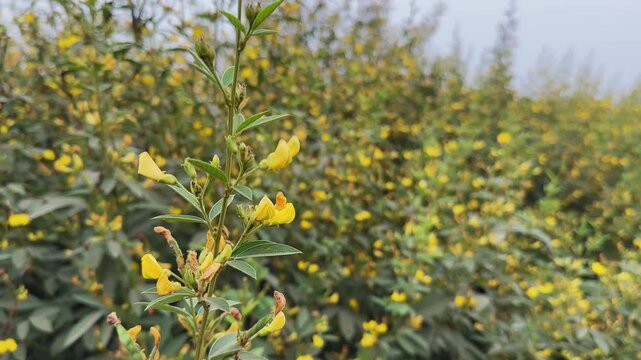 Close shot of a pigeon pea plant branch gently swaying in the wind, featuring green leaves and yellow flowers against a softly blurred agricultural field background.
