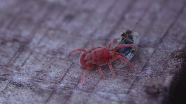 Red velvet mite exploring wood, showcasing tiny life and nature outdoors