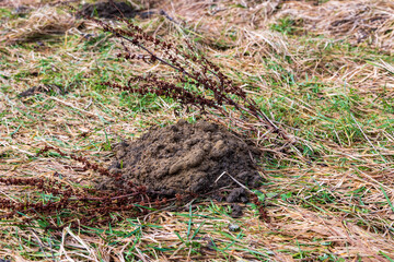 Obraz premium Close-up of molehill on grassy ground with dry vegetation, showing soil mound formed by burrowing animal in garden or field, natural outdoor environment.