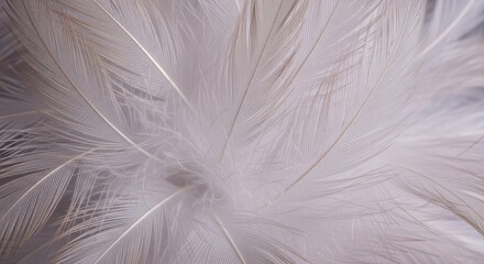Extreme close-up of intricate, soft feather plumage creating an abstract pattern. Delicate natural texture background, smooth, purity, fiber