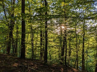 Obraz premium forest in the morning
