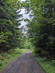 Obraz premium path in the forest