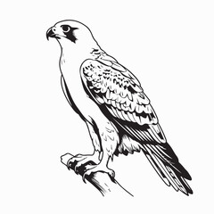 Fototapeta premium Wild Hawk Bird Standing on Branch Vector on White Background
