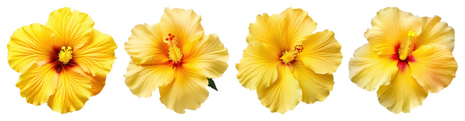 Naklejka premium PNG Vibrant yellow hibiscus flowers, element set on transparent background