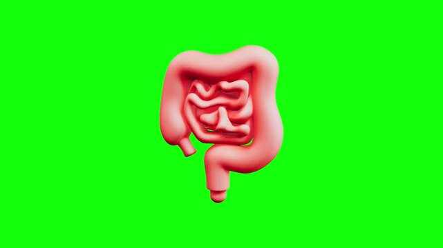 3D human Intestine anatomical animated on green screen background