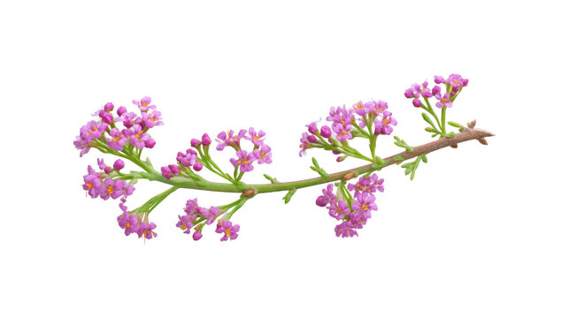 Delicate pink limonium flower twig with small blossoms, isolated on transparent background for nature