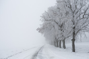 &uuml;berfrorene B&auml;ume im Nebel Winterbild