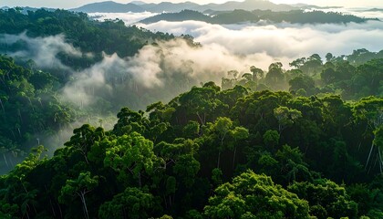 Fototapeta premium Aerial view of dense forest with foggy mountains